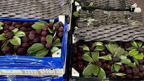 手机5评测，散热性能引领行业风潮